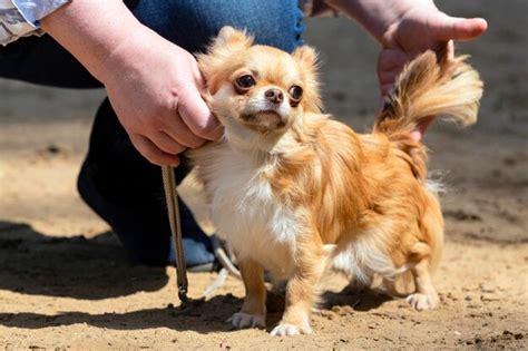 Premium Photo | Small chihuahua dog posing at a dog show