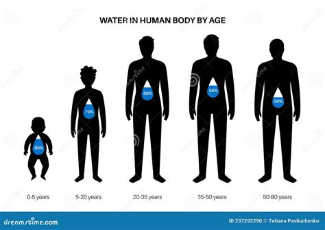 Water Body Balance Stock Vector Illustration Of Fluid 237292290