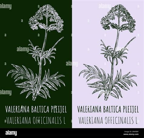 Dibujos Valeriana Baltica Pleijel Ilustración Dibujada A Mano Nombre Latino Valeriana