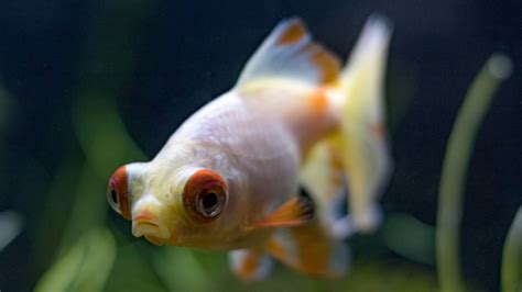 32 Popular Types Of Goldfish Varieties You Can Have At Home