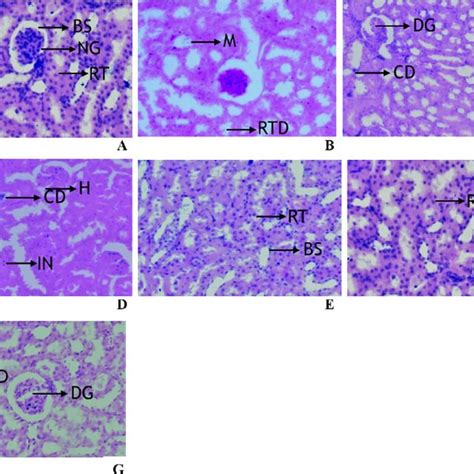 Hematoxylin And Eosin Stained Sections Of Rats Liver Histopathology At