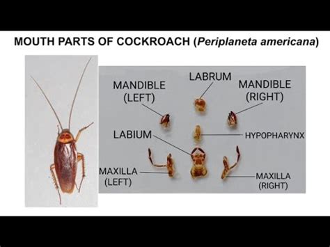 DISSECTION OF COCKROACH Periplaneta Americana MOUTH PARTS YouTube