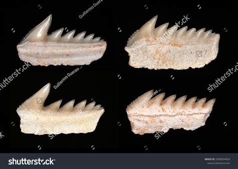 5 Sixgill Shark Stock Photos, Images & Photography | Shutterstock