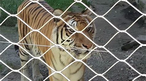 Tiger At The Southwicks Zoo Youtube