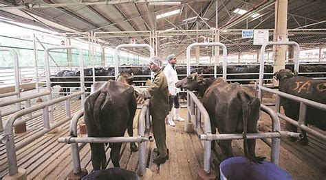 Maharashtra Farmers Give Lukewarm Response To Subsidized Sex Sorted