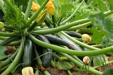 High Yielding Vegetables That Produce Massive Harvests Gardening