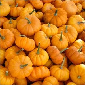 Vibex Vxi Pumpkin Cucurbita Pepo Seed Price In India Buy