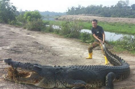 Buaya Sepanjang Meter Tertangkap Di Brunei Darussalam Okezone News