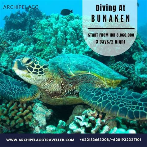 Jual Paket Diving Bunaken Hari Malam Di Lapak Aquanots Jakarta Dive