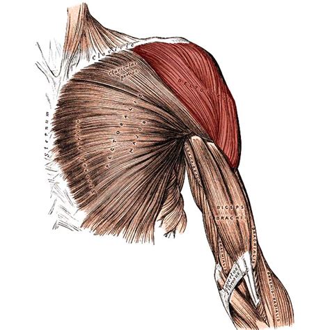 Deltoid Origin Insertion Action Innervation The Wellness Digest