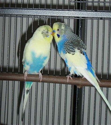 Breeding parakeets | The basics