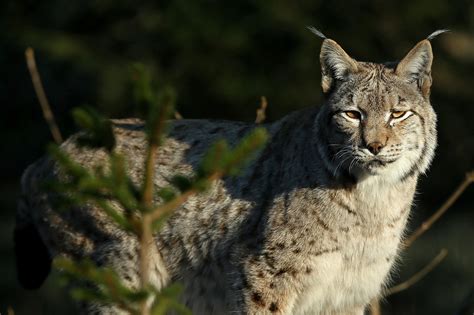 Nakon karantene slovački ris Emil stigao u Park prirode Velebit ...
