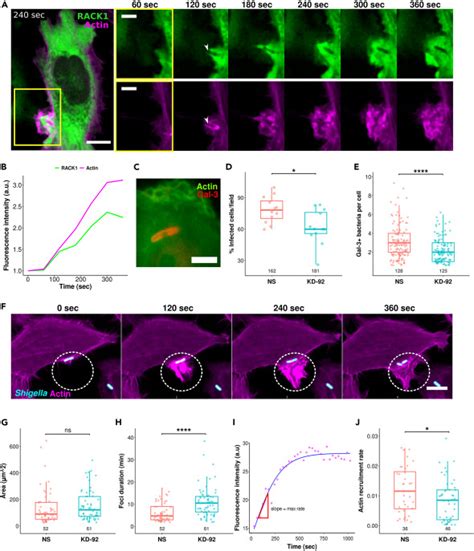 Rack Promotes Shigella Flexneri Actin Mediated Invasion Motility And