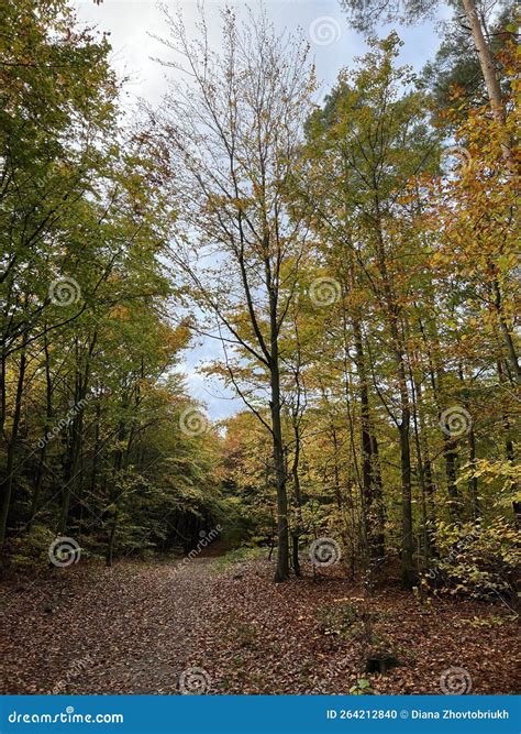 Autumn Mushrooms, Autumn Forest, Autumn Aesthetic Stock Photo - Image ...