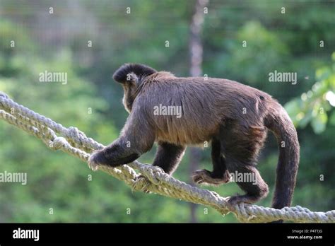 Brown Capuchin Tufted Capuchin Sapajus Apella Stock Photo Alamy