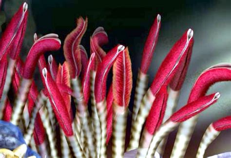 Giant Tube Worm Ocean Treasures Memorial Library