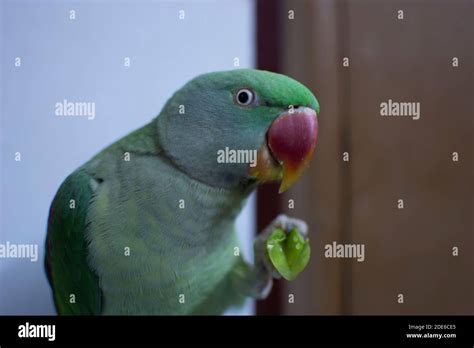 Indian Ringneck Parrot Talking And Playing In The House Stock Photo Alamy