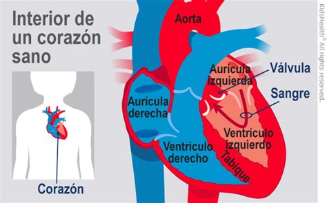 El Corazón Y El Sistema Circulatorio