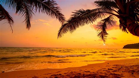 Palm Tree Beach Sunset Wallpaper