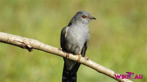 Burung Kedasih Taksonomi Ciri Morfologi Habitat Jenis Fakta