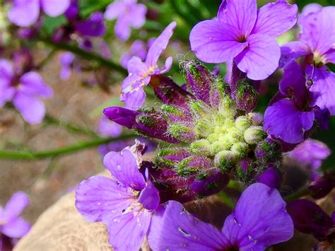 Nachtviole Hesperis Matronalis Gew Hnliche Nachtviole H Flickr