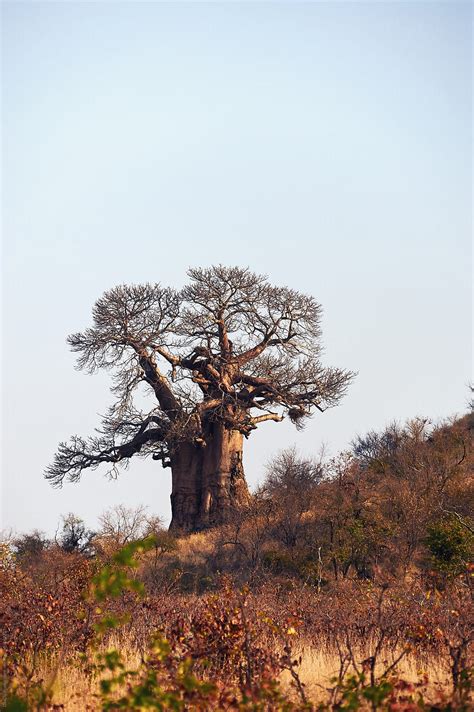 "Baobab Sunset" by Stocksy Contributor "Daxiao Productions" - Stocksy