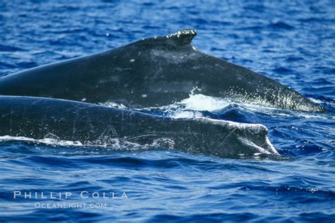 Humpback Whale Surface Active Group Megaptera Novaeangliae Maui Hawaii