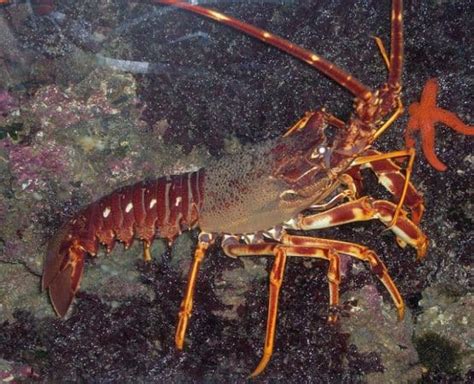 Langosta de Mar o Palinurus elephas Extinción Animal 2024