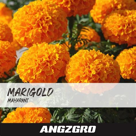 Jual Benih Bunga Marigold Maharani Seeds Tanaman Urban Farming