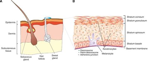 Subcutaneous Layer