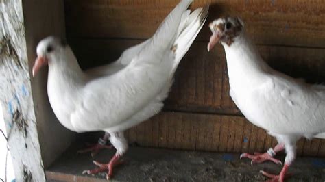 Голуби для Вовы - YouTube