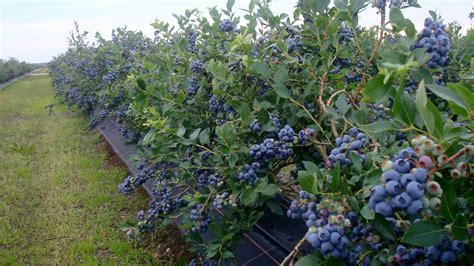 Prijzen Nederlandse Blauwe Bessen Trekken Weer Aan Ondanks Concurrentie