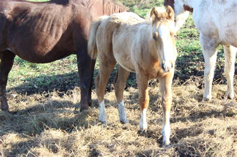 Poulain 4 mois et demi Cheval à vendre Beauce Petites annonces