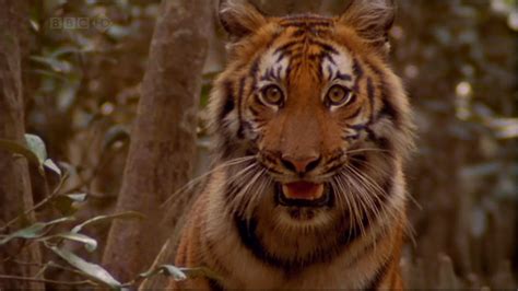 Man Eating Tigers Of The Sundarbans