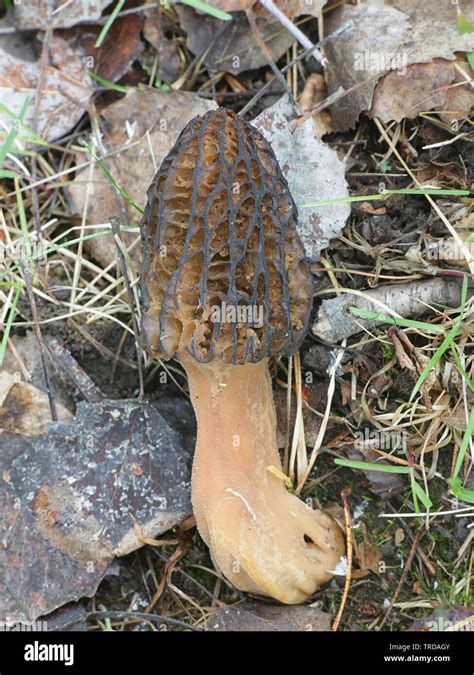 Morchella Elata Un Hongo Comestible Conocida Como Black Morel Crece