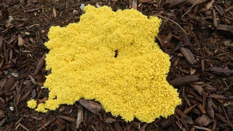 Yellow Mold In Garden Soil Fasci Garden