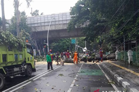 BPBD DKI Tangani Tiga Pohon Tumbang Akibat Hujan Disertai Angin