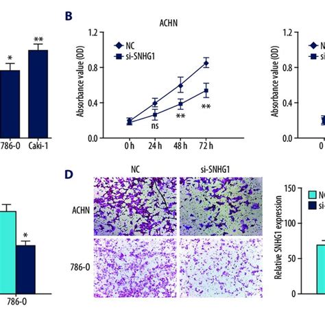 Knockdown Of Snhg Suppressed The Proliferation And Invasion Of Rcc