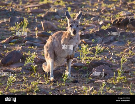 common wallaroo macropus robustus flinders ranges south australia