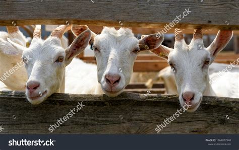 16,613 Goat fence Images, Stock Photos & Vectors | Shutterstock