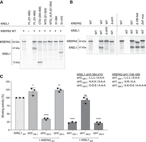 The Discovery And Characterization Of Two Novel Structural Motifs On