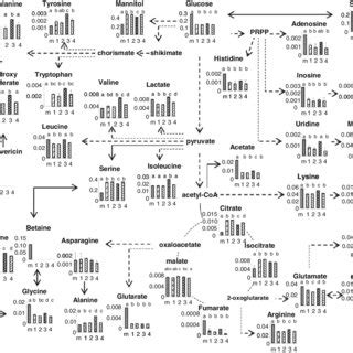 Schematic Diagram Of The Metabolic Pathway And Relative Levels Of The