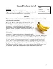 Lab Report Extraction Of Banana Pdf Banana DNA Extraction Lab