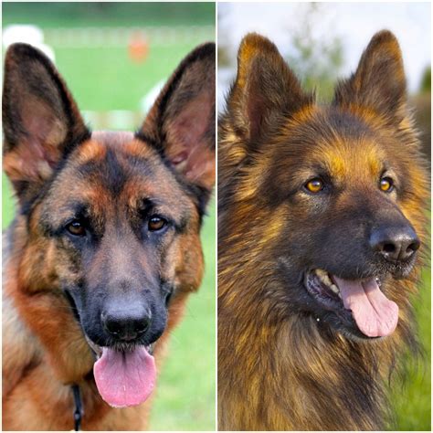 Do Long Haired German Shepherds Shed More Than Short Haired