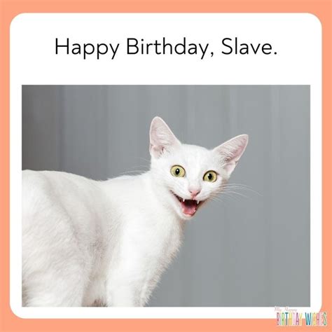 65 Happy Birthday Wishes Involving Cat Meme (with Pictures)