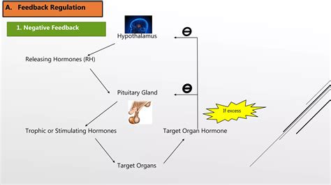 Introduction To Endocrine System Ppt