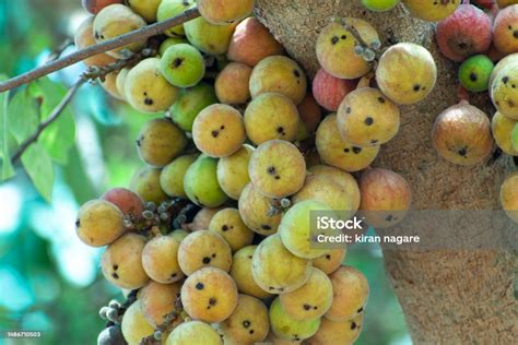 Buah Ara Ficus Racemosa Gambar Di Pohon Alam Buah Ara Hutan Buah Ara ...