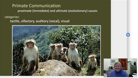 Primate Communication Video Lecture