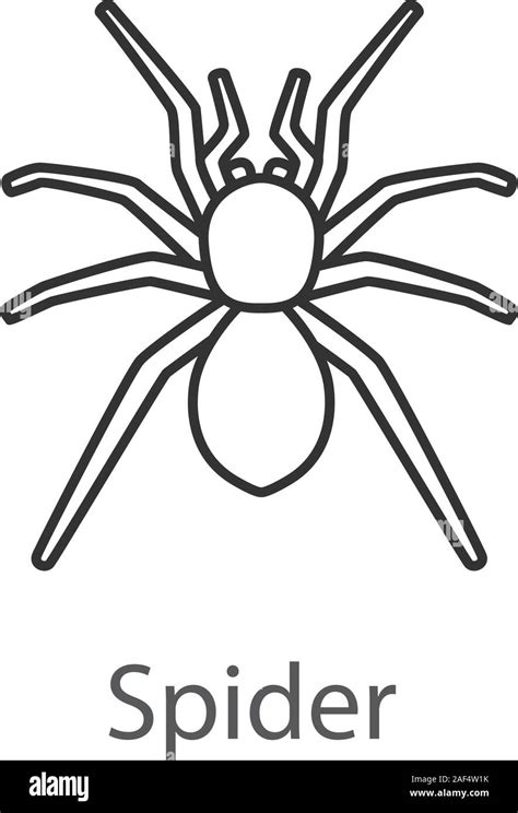 Spider linear icon. Arachnida. Thin line illustration. Contour symbol ...