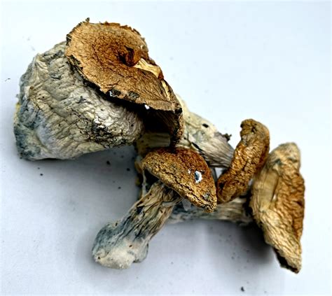 Hillbilly Mushrooms Holiday Sale Oc 420 Collection